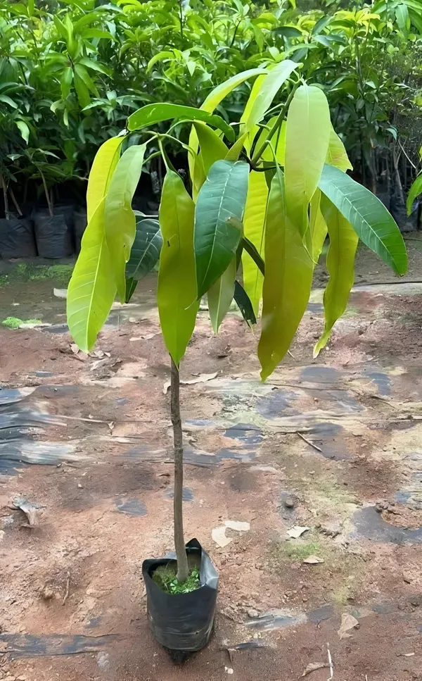 Hapus_Mango__Organic_Ornamental_Plant_For_Home