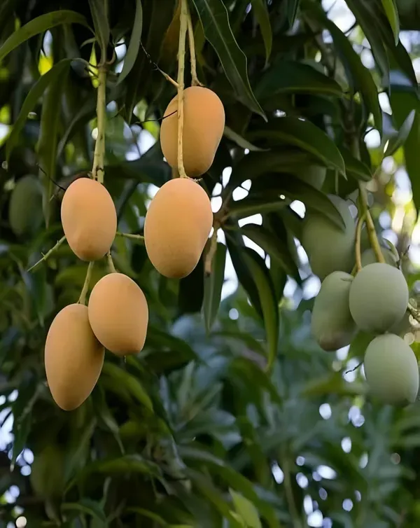 Hapus_Mango__Organic_Ornamental_Plant_For_Home