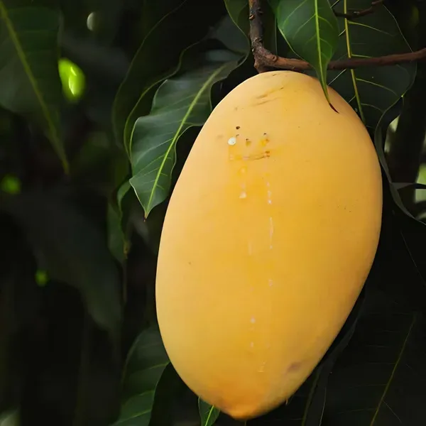 Hapus_Mango__Organic_Ornamental_Plant_For_Home