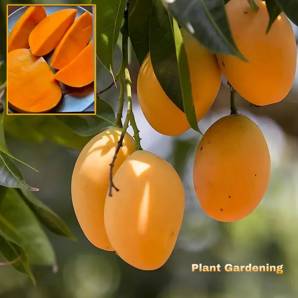 Hapus_Mango__Organic_Ornamental_Plant_For_Home