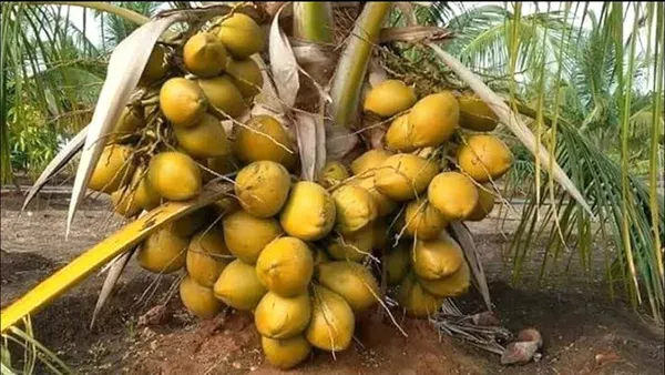 Orange_Dwarf_Coconut_Organic_Plant