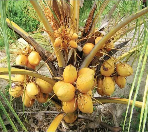 Orange_Dwarf_Coconut_Organic_Plant