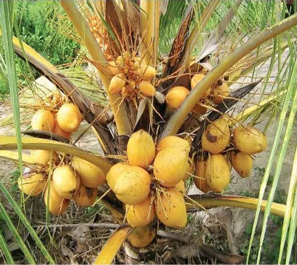 Orange_Dwarf_Coconut_Organic_Plant
