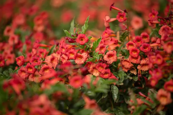 Ornamental_Tecoma_Organic_Plant_For_Home