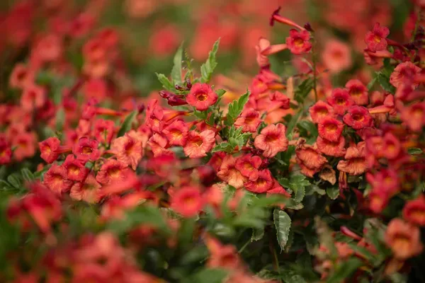 Ornamental_Tecoma_Organic_Plant_For_Home