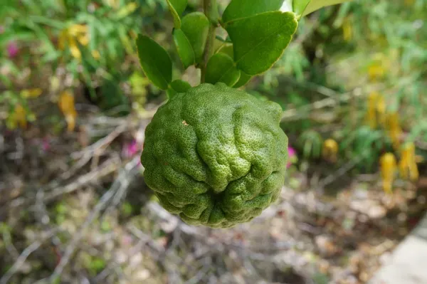 Kaffir_Lemon___Organic_Plant_For_Home
