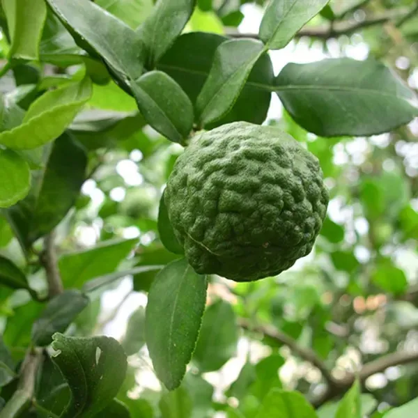 Kaffir_Lemon___Organic_Plant_For_Home