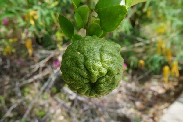 Kaffir_Lemon___Organic_Plant_For_Home