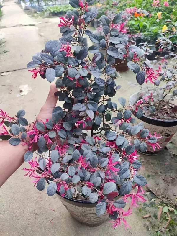 Chainise_Firingi_Live_Plant_Organic