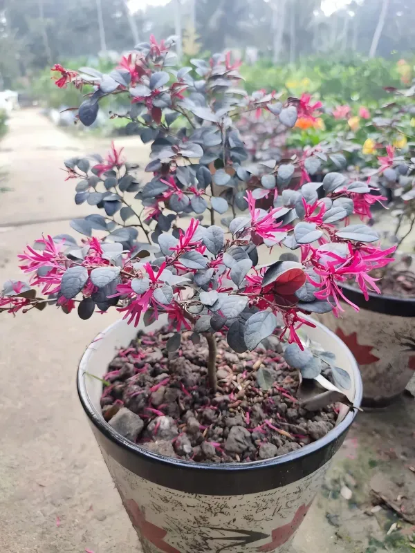 Chainise_Firingi_Live_Plant_Organic