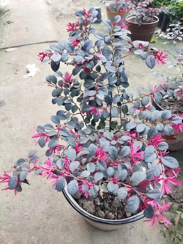 Chainise_Firingi_Live_Plant_Organic