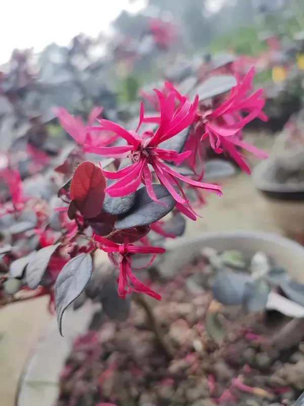 Chainise_Firingi_Live_Plant_Organic