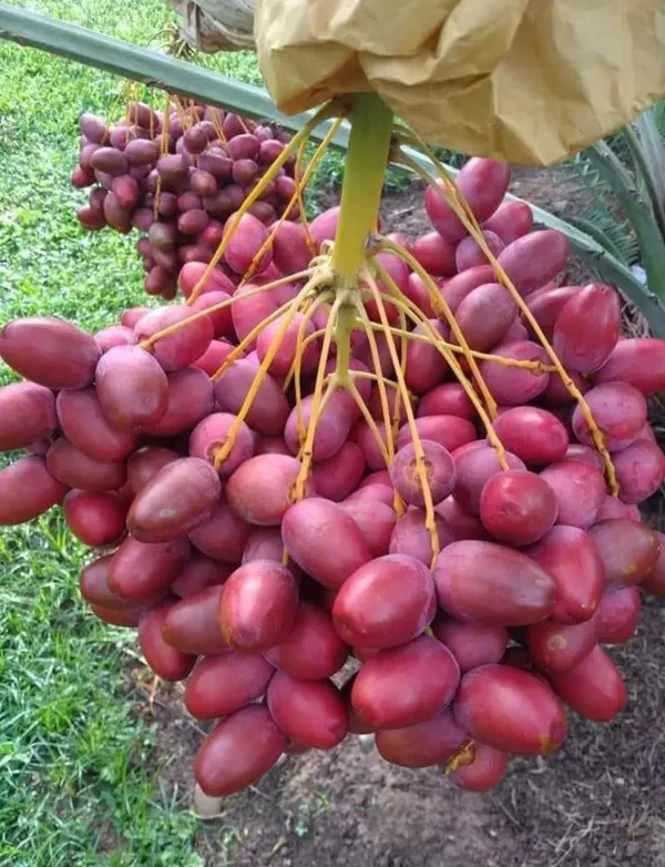 Hayani_Veriety_Organic_Palm_Plant
