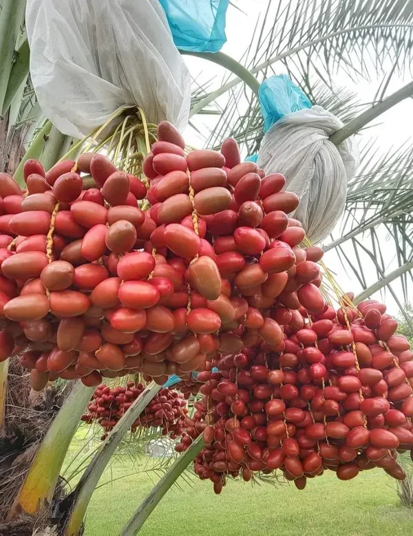 Hayani_Veriety_Organic_Palm_Plant