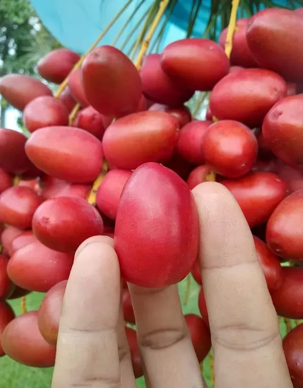 Hayani_Veriety_Organic_Palm_Plant