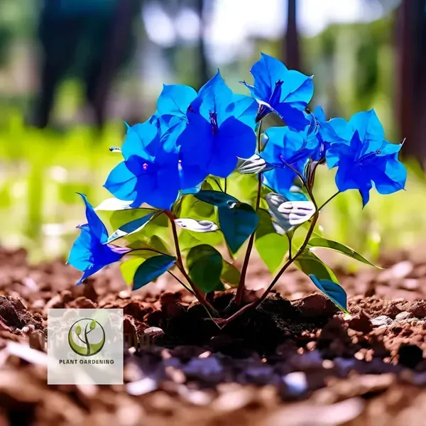 Blue_Bougainvila_Organic_Bougainvillea_Plant