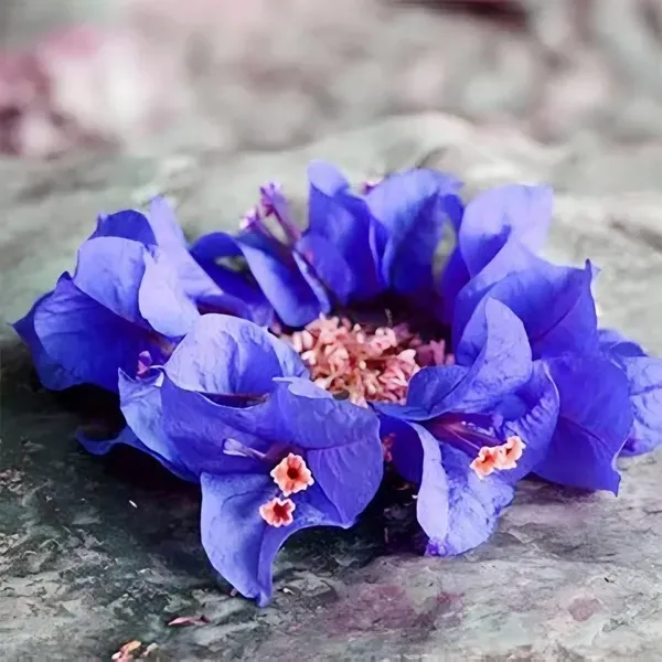 Blue_Bougainvila_Organic_Bougainvillea_Plant