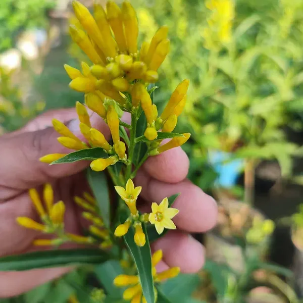 Yellow_Ornamental_Organic_Ki_Rani