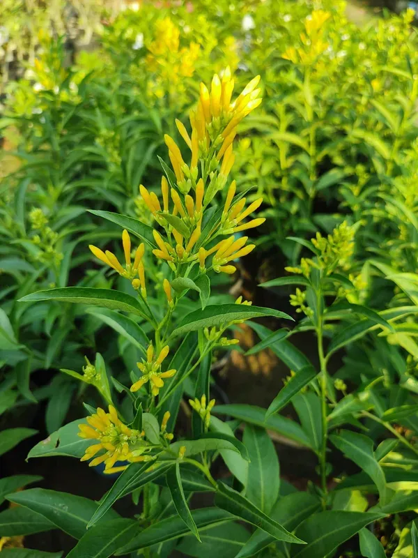 Yellow_Ornamental_Organic_Ki_Rani