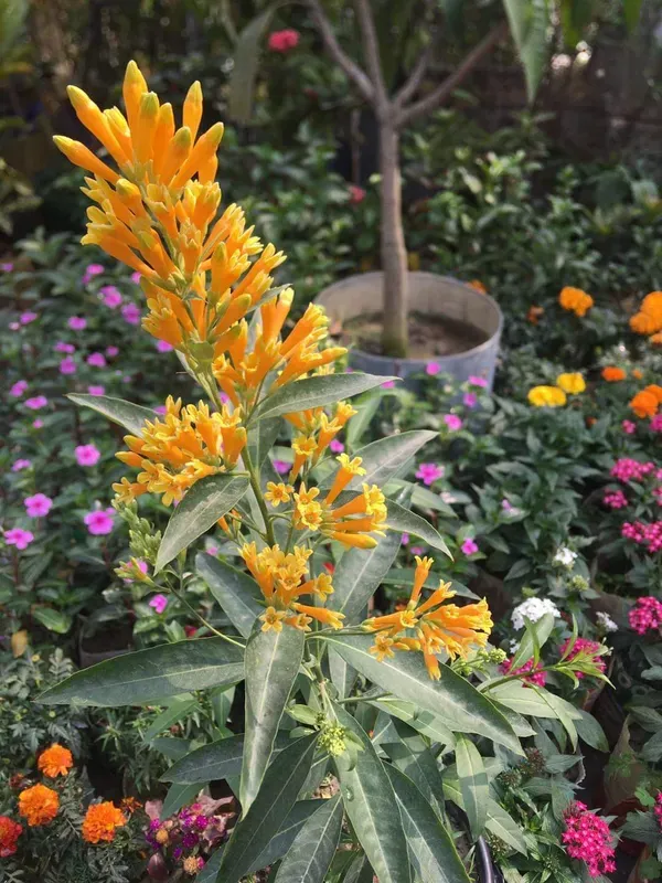 Yellow_Ornamental_Organic_Ki_Rani
