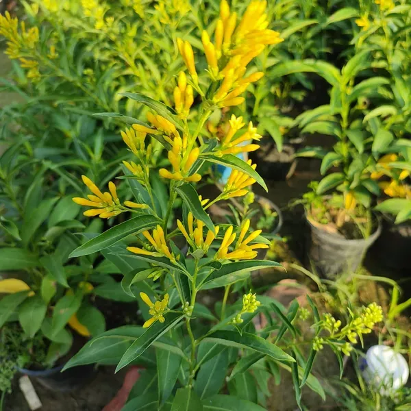 Yellow_Ornamental_Organic_Ki_Rani