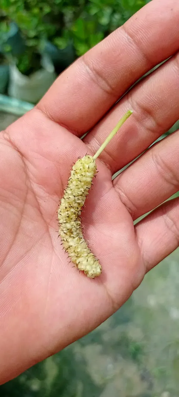 White_Long_Mulberry_Organic_Plant