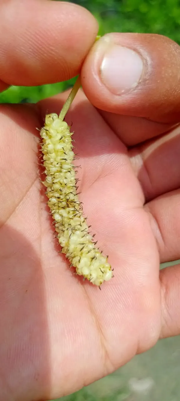 White_Long_Mulberry_Organic_Plant