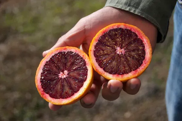 Moro_Blood_Orange_Organic_Plant
