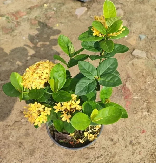 Ixora_Yellow_Organic_Plant_For_Home