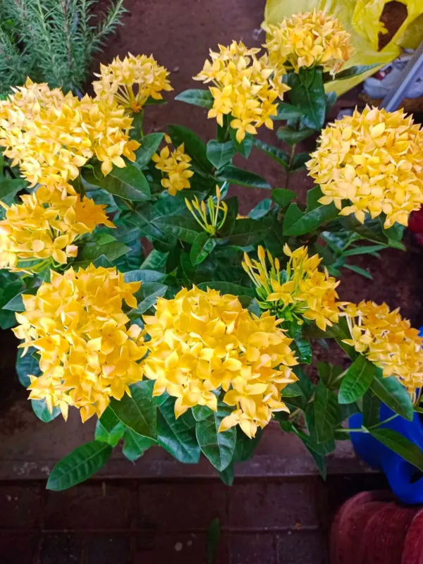 Ixora_Yellow_Organic_Plant_For_Home