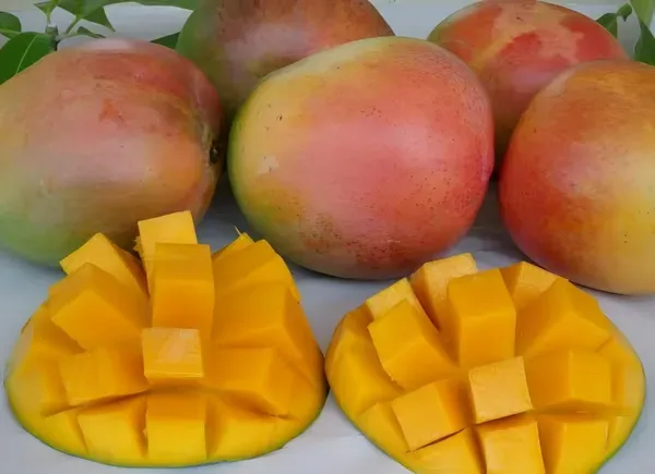 Australian_E2_Mango_Organic_Plant