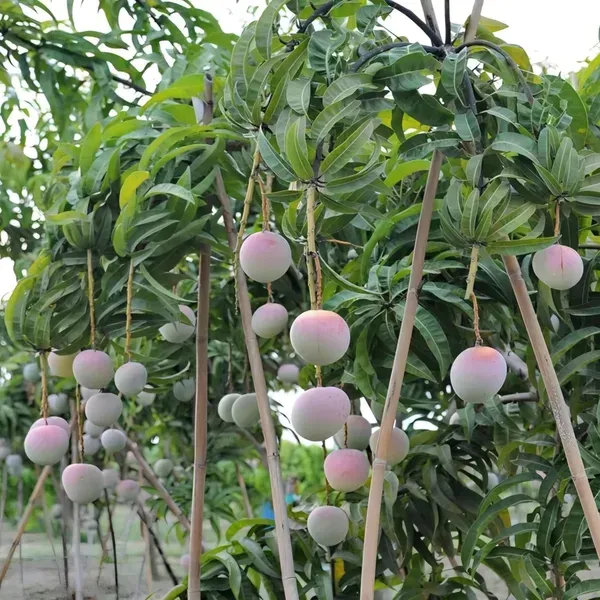 Australian_E2_Mango_Organic_Plant
