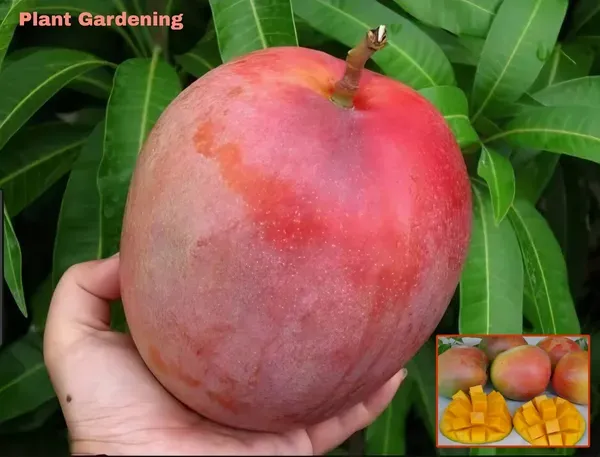 Australian_E2_Mango_Organic_Plant