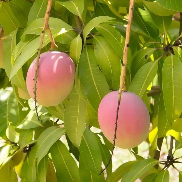 Australian_E2_Mango_Organic_Plant