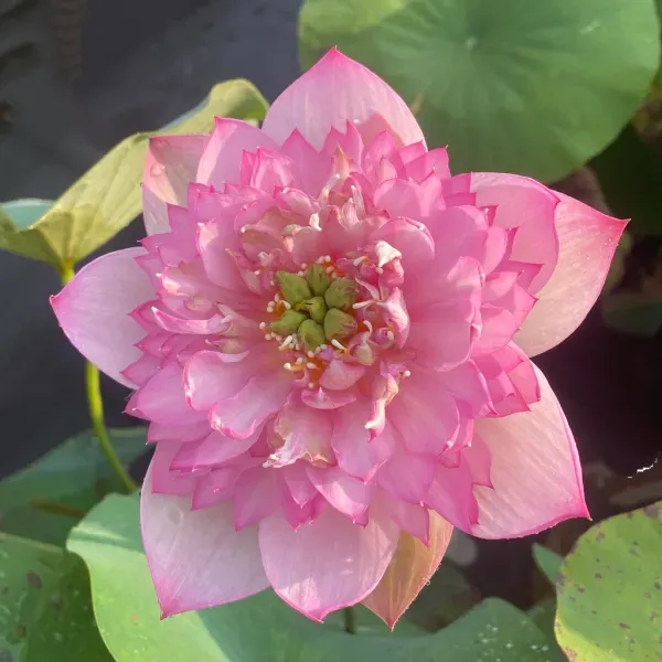 Cherry_Lotus_Tuber_Organic_Home