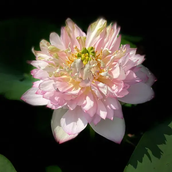Cherry_Lotus_Tuber_Organic_Home