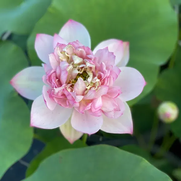Cherry_Lotus_Tuber_Organic_Home