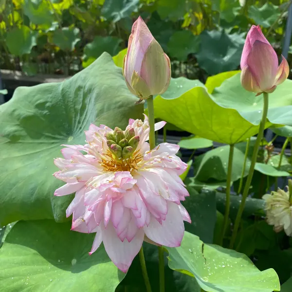 Cherry_Lotus_Tuber_Organic_Home