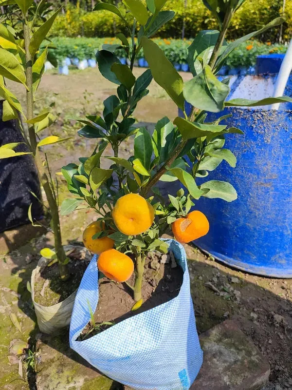 Cylet_Orange___Organic_Plant_For_Home