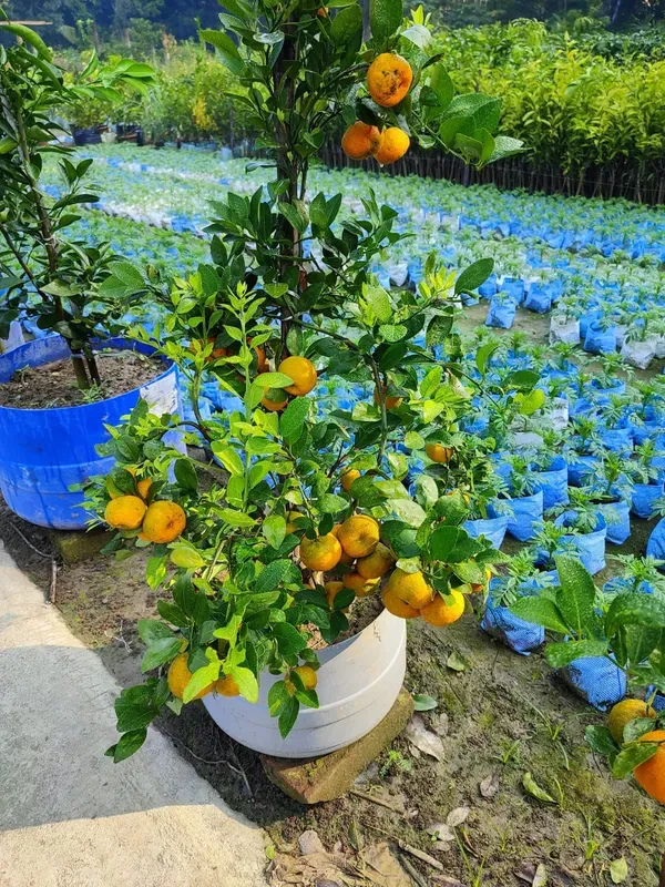 Cylet_Orange___Organic_Plant_For_Home