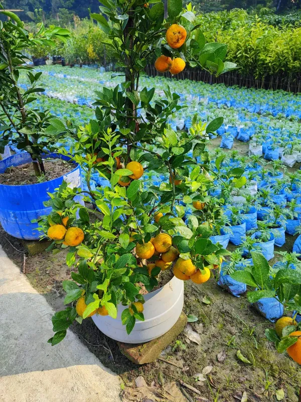 Cylet_Orange___Organic_Plant_For_Home