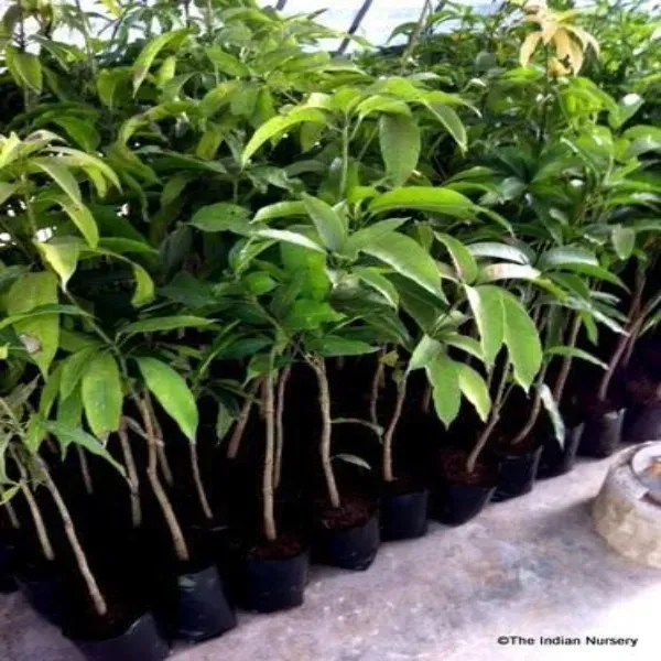 Himsagar_Mango___Organic_Plant_For_Home