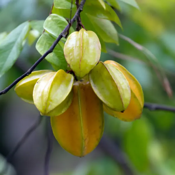 Ornamental_Star_Fruit_Plant_Organic