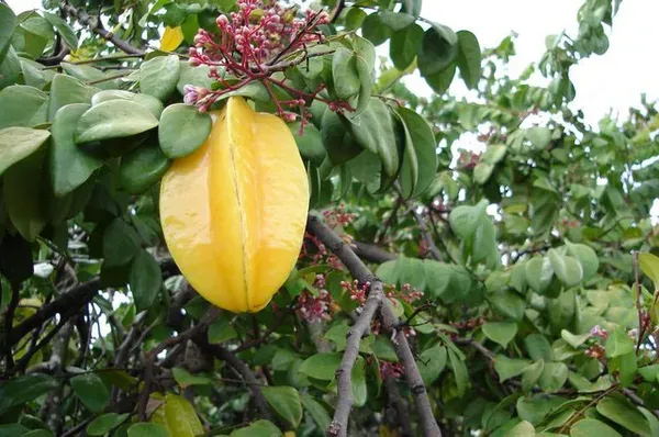 Ornamental_Star_Fruit_Plant_Organic