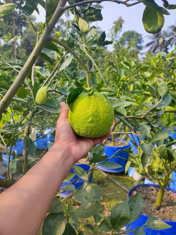 Jaffa_Orange___Organic_Plant_For_Home