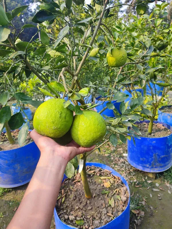 Jaffa_Orange___Organic_Plant_For_Home