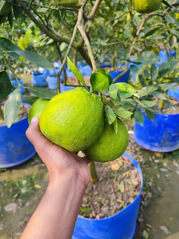 Jaffa_Orange___Organic_Plant_For_Home
