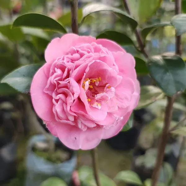 Daffodil_Camelia_Organic_Camellia_Plant