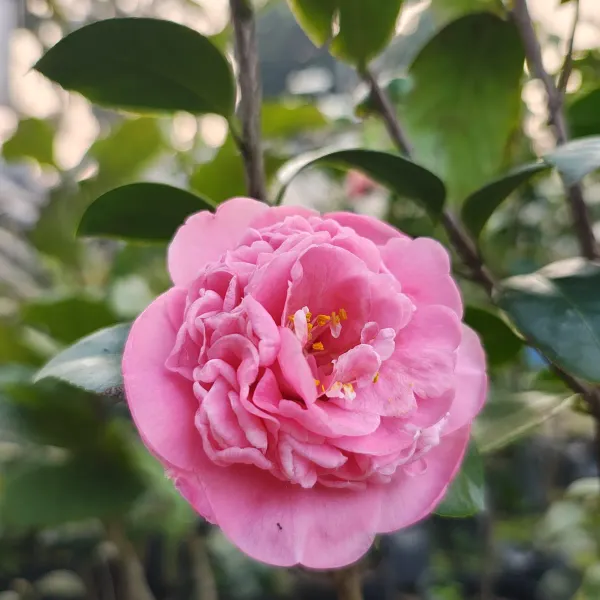 Daffodil_Camelia_Organic_Camellia_Plant