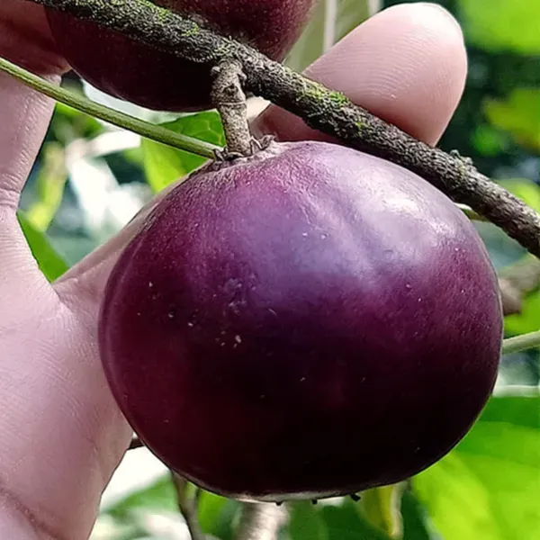 Tennis_Ball_Cherry_Organic_Plant